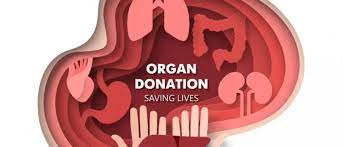 Best Hospitals for Organ Donation and Transplant Programs in 2025